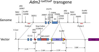 Oocyte-specific disruption of adrenomedullin 2 gene enhances ovarian follicle growth after superovulation